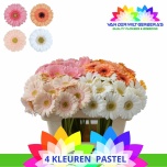 Gerbera MINI Pastel mix*20
