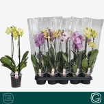Phalaenopsis Kuuking mix 12cm h50 2õv