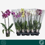 Phalaenopsis Kuuking mix 12cm h55 2õv