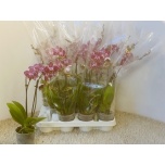 Phalaenopsis Kuuking 9cm h45 2õv