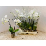 Phalaenopsis Kuuking white 9cm h45 2õv