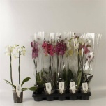 Phalaenopsis Kuuking mix 12cm h55 2õv