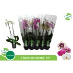 Phalaenopsis Kuuking mix 12cm mix h65 2õv