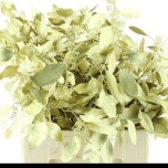 Eucalyptus Polyanthemos Fruit paint Gold 70cm