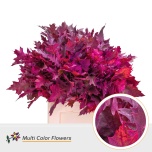 Quercus Tammeoks paint Cerise 60cm (tk)*20