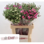 Dianthus Nelk SP raffine mix in bucket