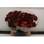 Ranunculus Tulikas ov 40-45cm