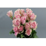 Roos EC 50cm Rosita Vendela