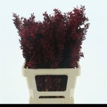 Dried Ruscus paint Bordeaux (tk)*10