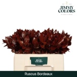 Ruscus hypophyllum paint Bordeaux 50cm tk