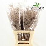 Asparagus setaceus paint Champagne 50cm pk