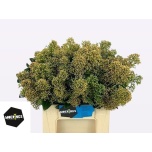 Skimmia snow white 40cm