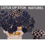 Stick Lotus Natural 10pc/bunch 50cm (pk)