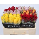 Roos 50cm mix Sunrise