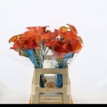 Zantedeschia Kalla Sunset Passion 60cm