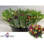 Tulp si mix