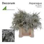 Asparagus setaceus paint platinum 45cm pk