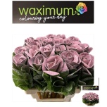 Brassica Kapsas paint Pink 60cm