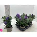 Buddleja continuously flowering mix lilac 12,5cm
