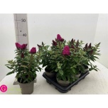 Buddleja continuously flowering mix 12,5cm