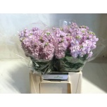 Matthiola Levkoi impala cherry blossom 45cm