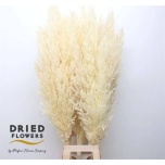 Dried Cortaderia Pamparohi Bleached White 120cm