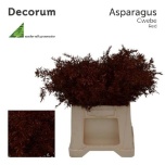 Asparagus Cwebe paint red 40cm