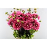 Dahlia Daalia Helene 55cm