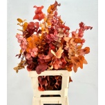 Dried Eucalyptus Cinerea Autumn 70cm (pk)