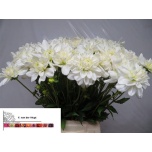 Dahlia Daalia Eternal Snow 55cm