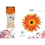 Gerbera KV Flair*15