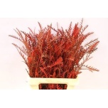 Grevillea paint Red 60cm