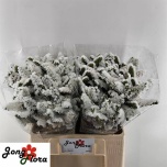 Limonium Parkjuur S Harmony Wings 60cm