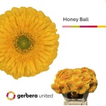 Gerbera Honey Ball*10