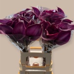 Zantedeschia Kalla Rosso 60cm
