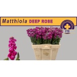 Matthiola Levkoi cerise