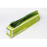 Lily grass (pk)
