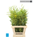 Acacia Mimosa Retino Bs 70cm