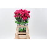 Dianthus Nelk ST Mozart*20