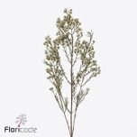 Chamelaucium Sidrunmürt Pelaco 80cm