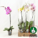 Phalaenopsis Kuuking 12cm h60 1õv