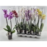 Phalaenopsis Kuuking mix 12cm h60 2õv