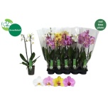 Phalaenopsis Kuuking mix 12cm h55 2õv