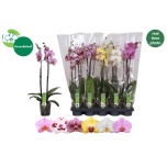 Phalaenopsis Kuuking mix 12cm h65 2õv