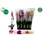 Phalaenopsis Kuuking mix 12cm h75 2õv