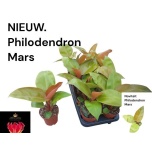 Philodendron Filodendron other Mars 12cm