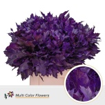 Quercus Tammeoks paint Lilac 60cm (tk)*20