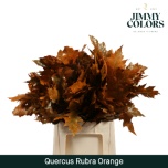 Quercus Tammeoks paint Orange 60cm (tk)*20
