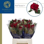 Roos 40cm Red Tacazzi (Zuurbier)