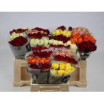 Roos 40cm mix Agri Flowers